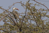 Tockus damarensis